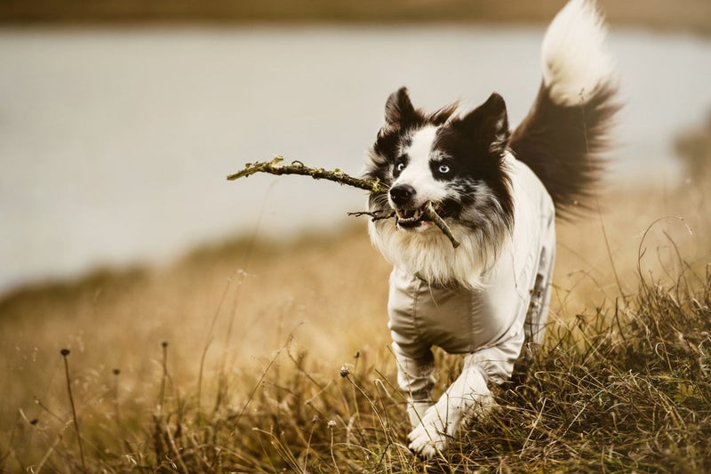 Sonnen- und Insektenschutz Overall - ACHTIVEDOG CH