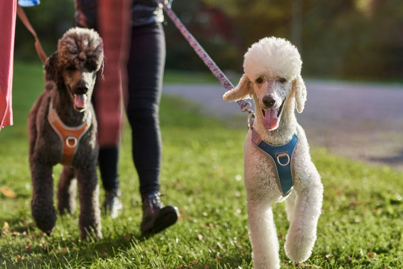 Venture No-Pull Geschirr - ACTIVEDOG.CH - Wir lieben Outdoorhunde!