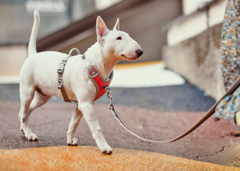 Venture No-Pull Geschirr - ACTIVEDOG.CH - Wir lieben Outdoorhunde!